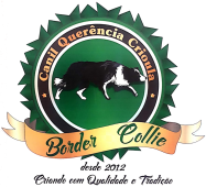 Querência Crioula - Border Collie